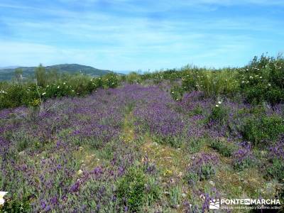 Carcavas de Alpedrete de la Sierra y Meandros del Lozoya;rutas de senderismo;viajes semana santa